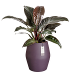 june split high 46cm vintage prune